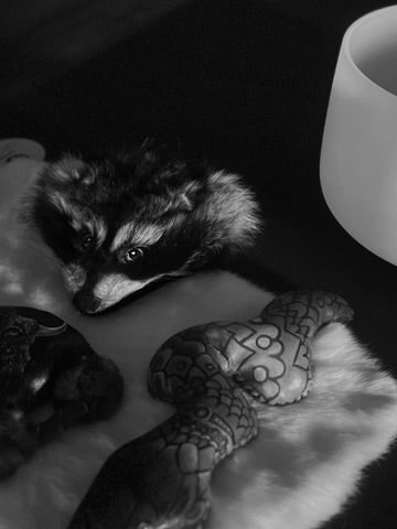 Fall Equinox Sound Bath at Sweet Freedom Yoga 09.21.25