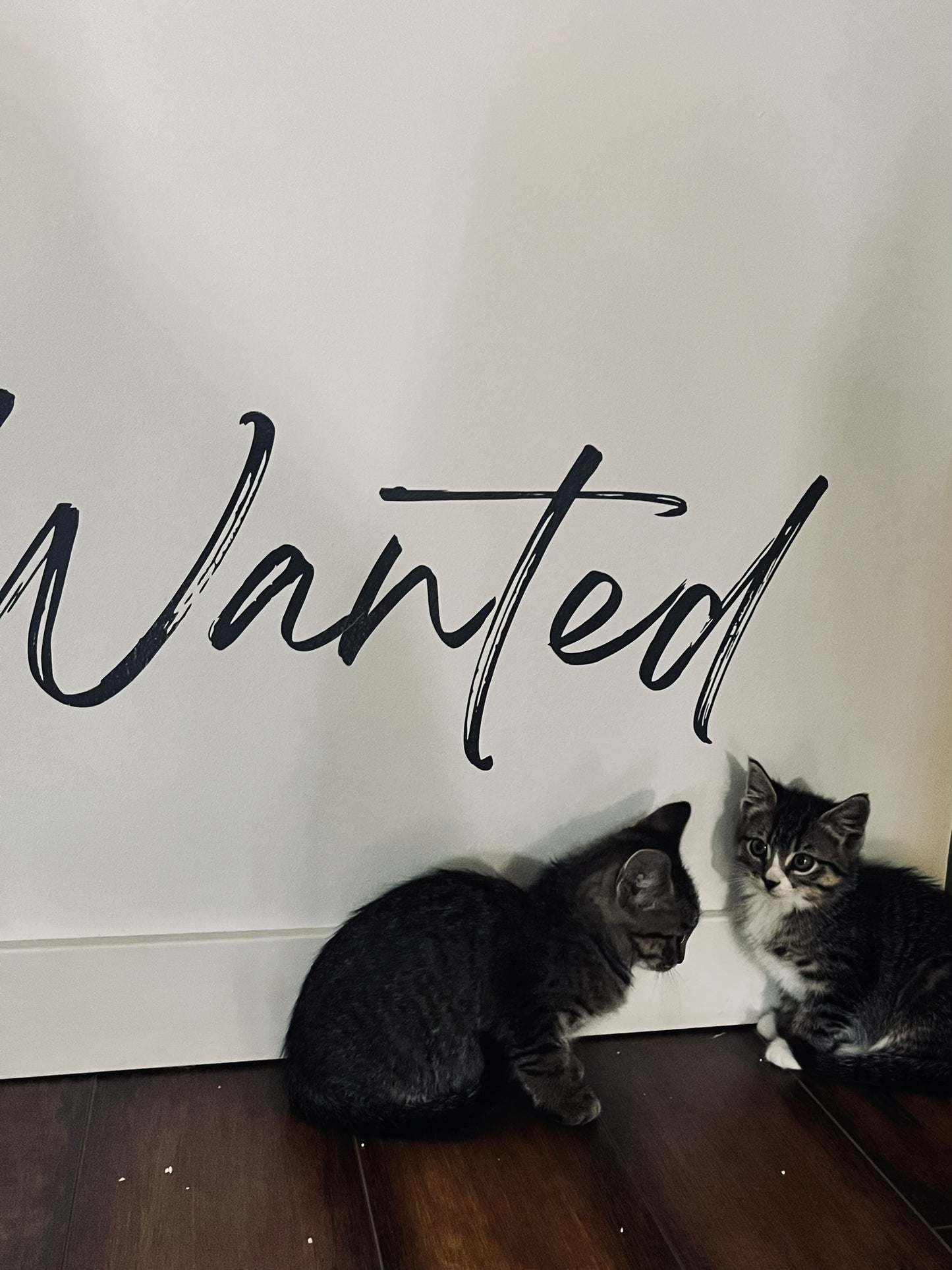 Sound Bath with Cats 10.05.25