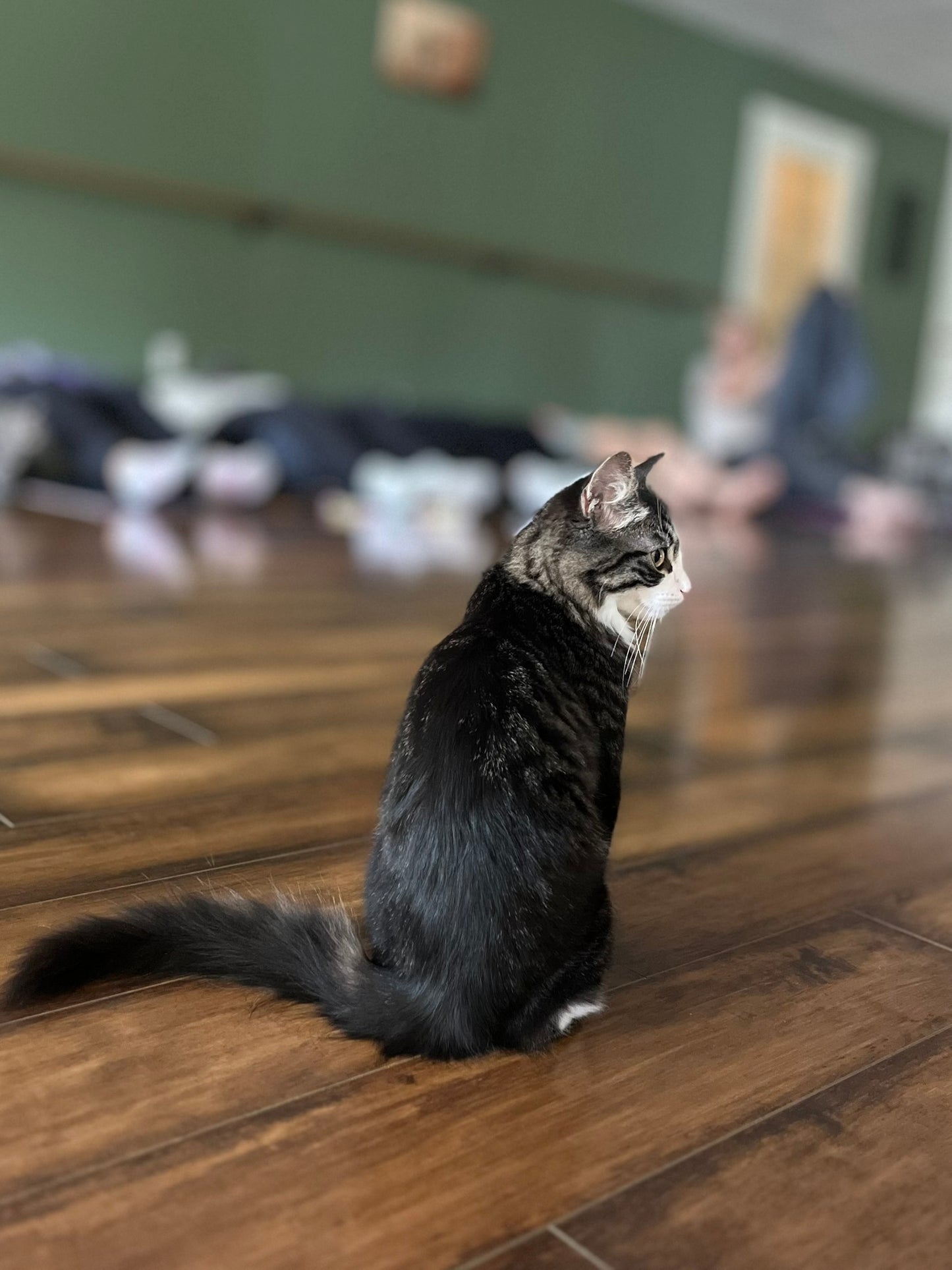 Sound Bath with Cats 10.05.25