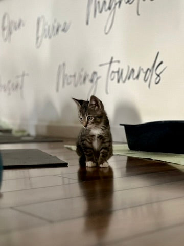 Sound Bath with Cats 10.05.25