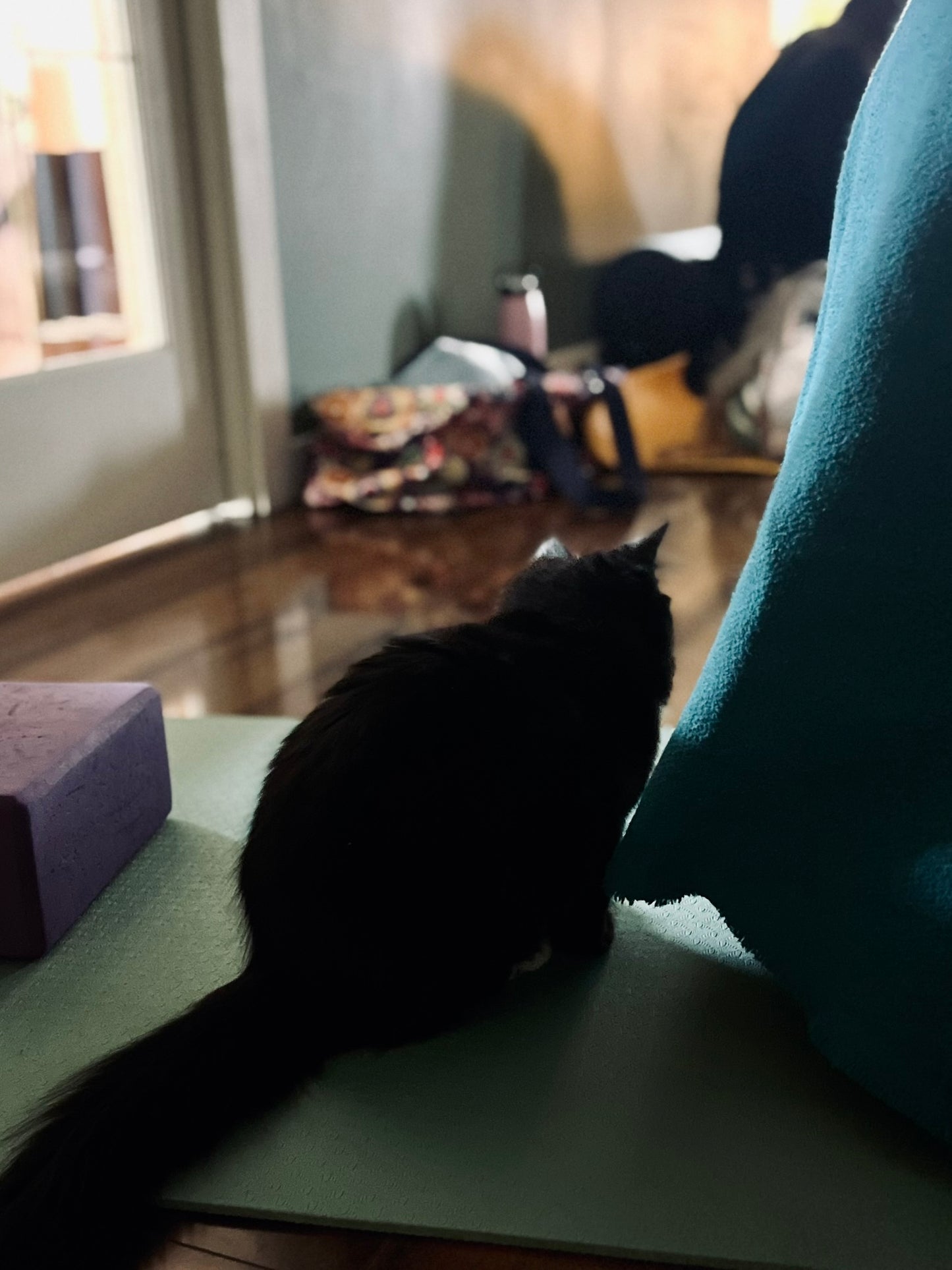 Sound Bath with Cats 10.05.25