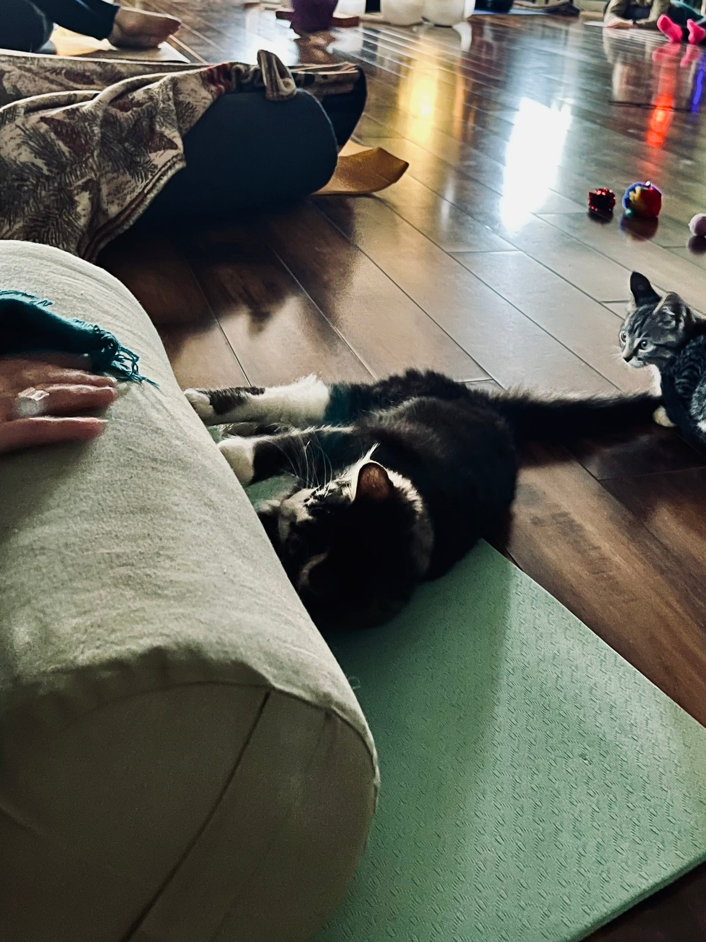 Sound Bath with Cats 10.05.25