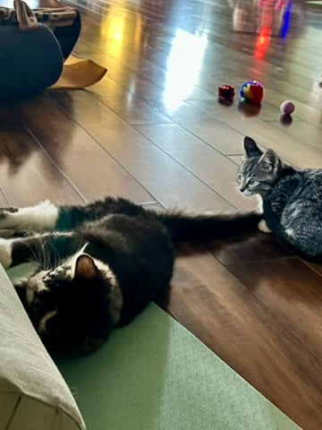 Sound Bath with Cats 10.05.25