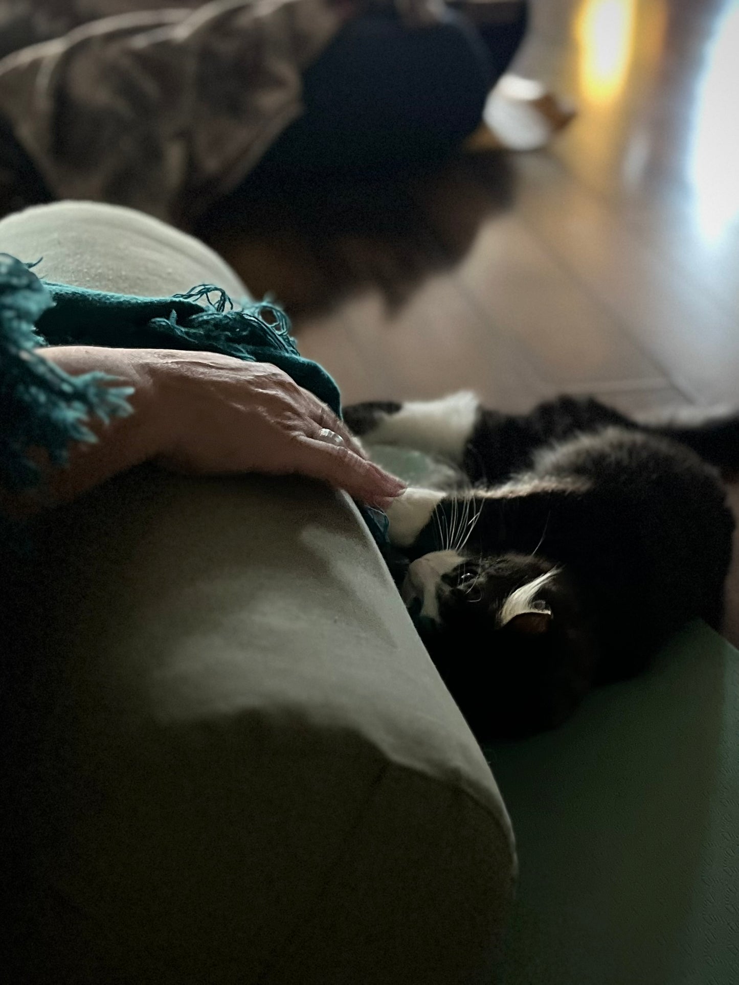 Sound Bath with Cats 10.05.25