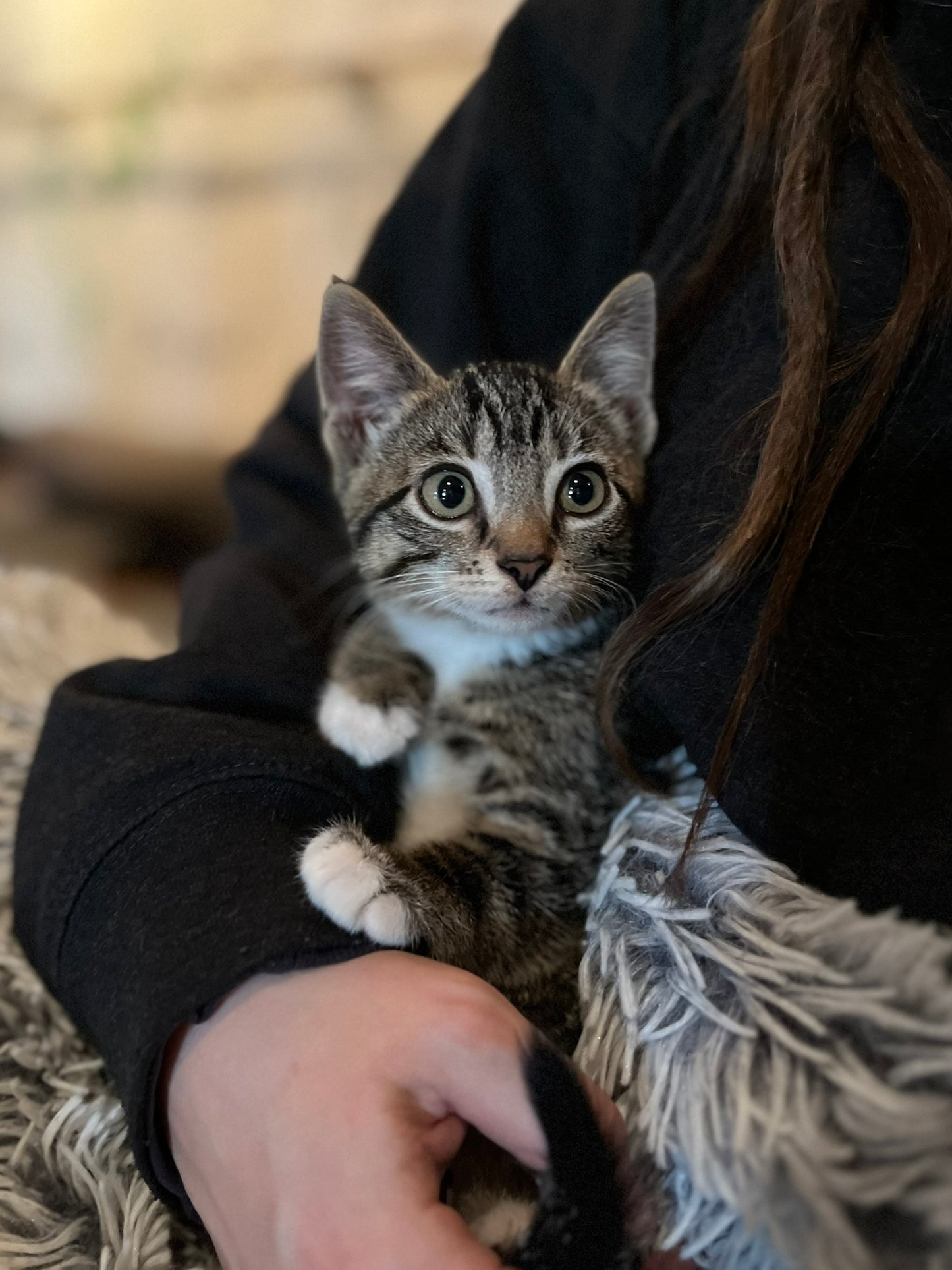 Sound Bath with Cats 10.05.25