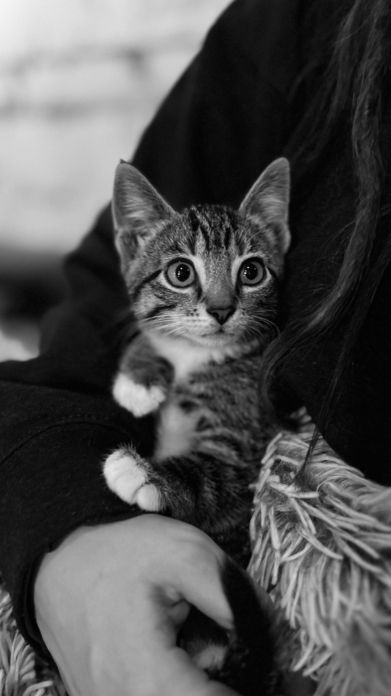 Sound Bath with Cats 10.05.25