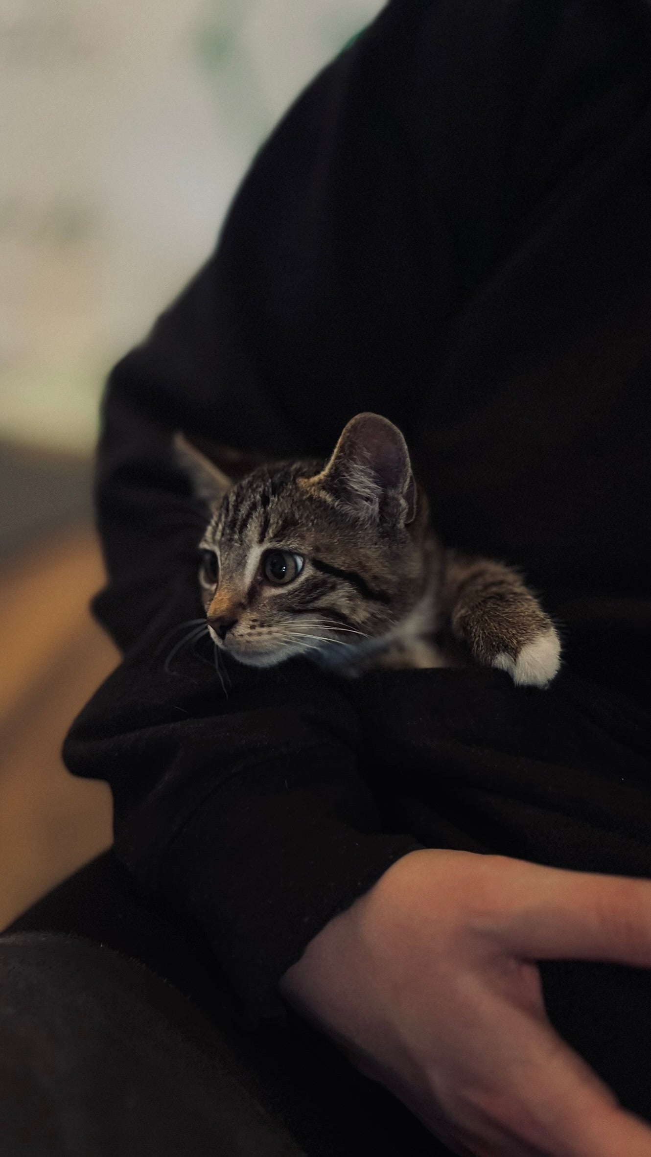 Sound Bath with Cats 10.05.25