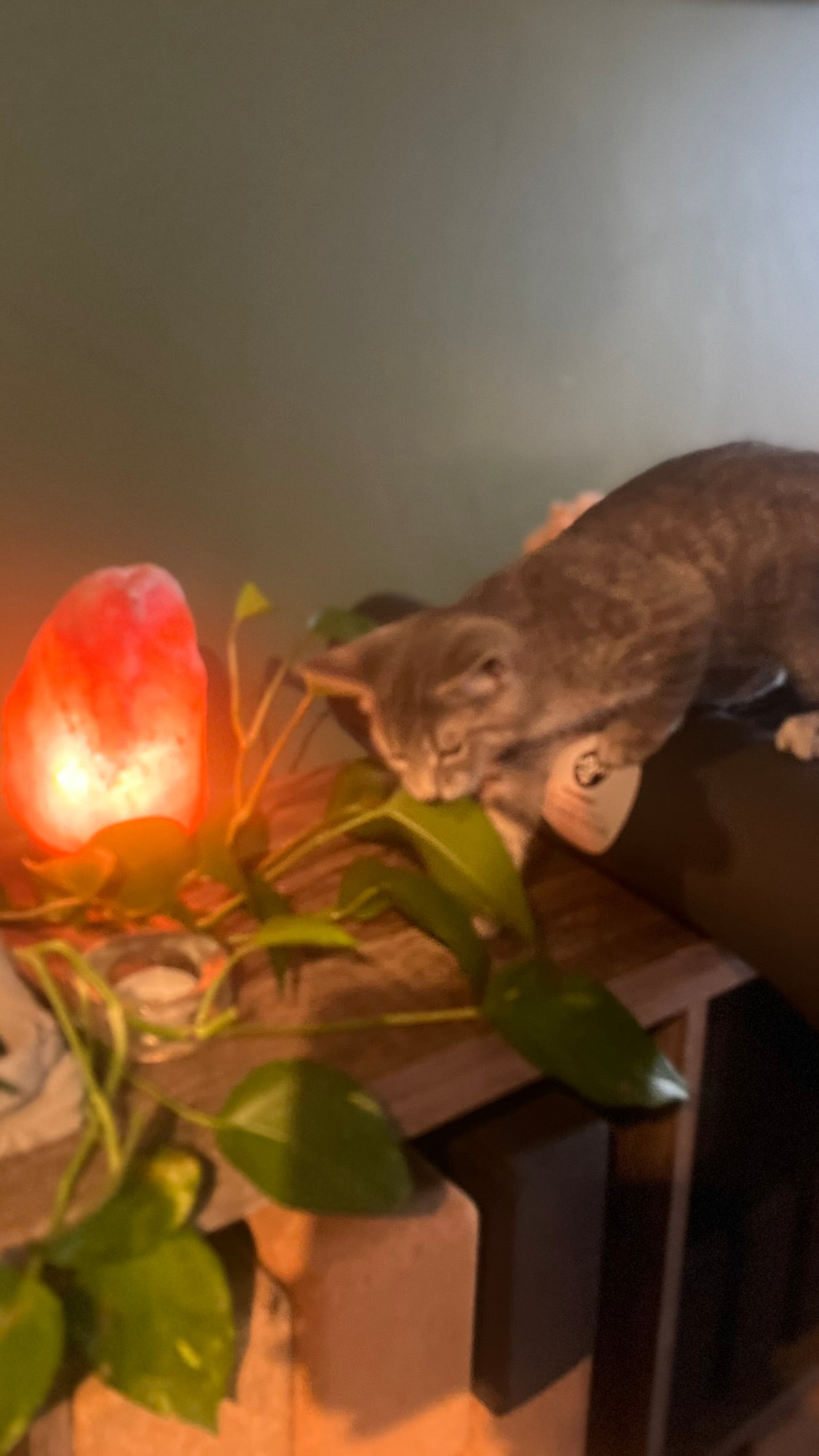 Sound Bath with Cats 10.05.25