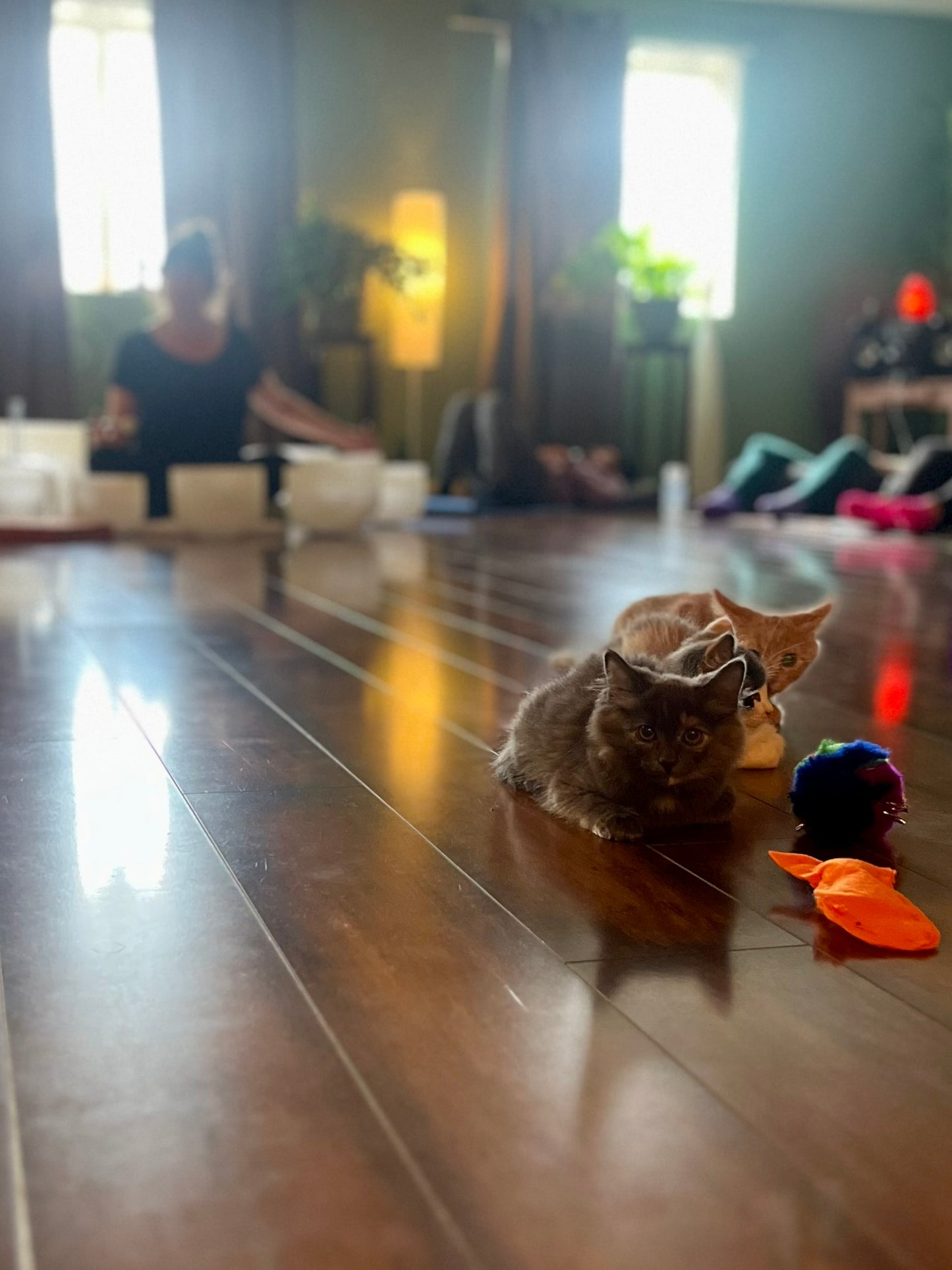 Sound Bath with Cats 10.05.25