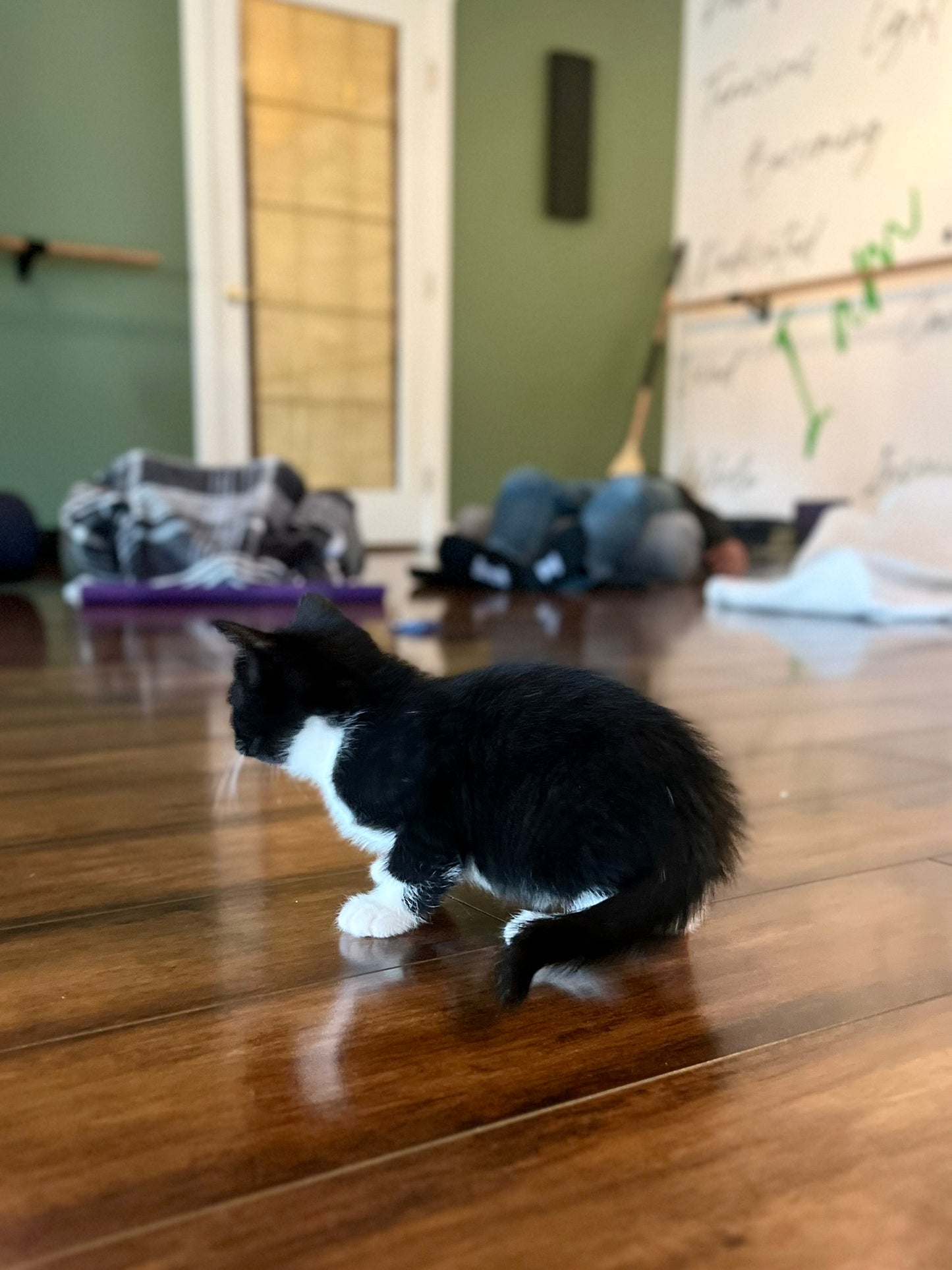 Sound Bath with Cats 10.05.25