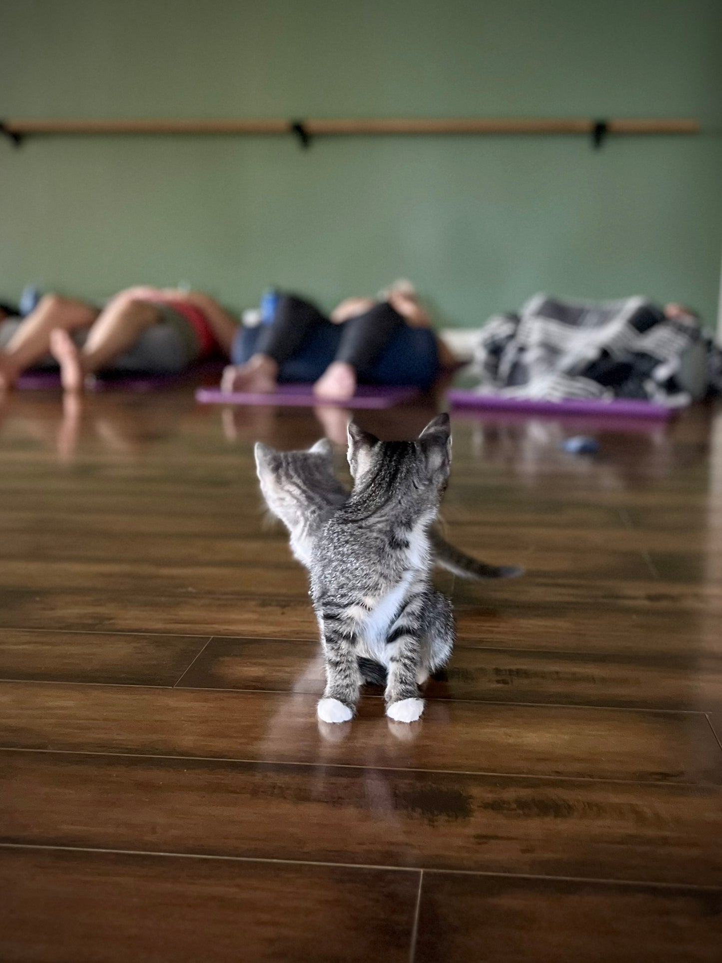 Sound Bath with Cats 10.05.25