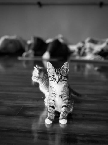 Sound Bath with Cats 10.05.25