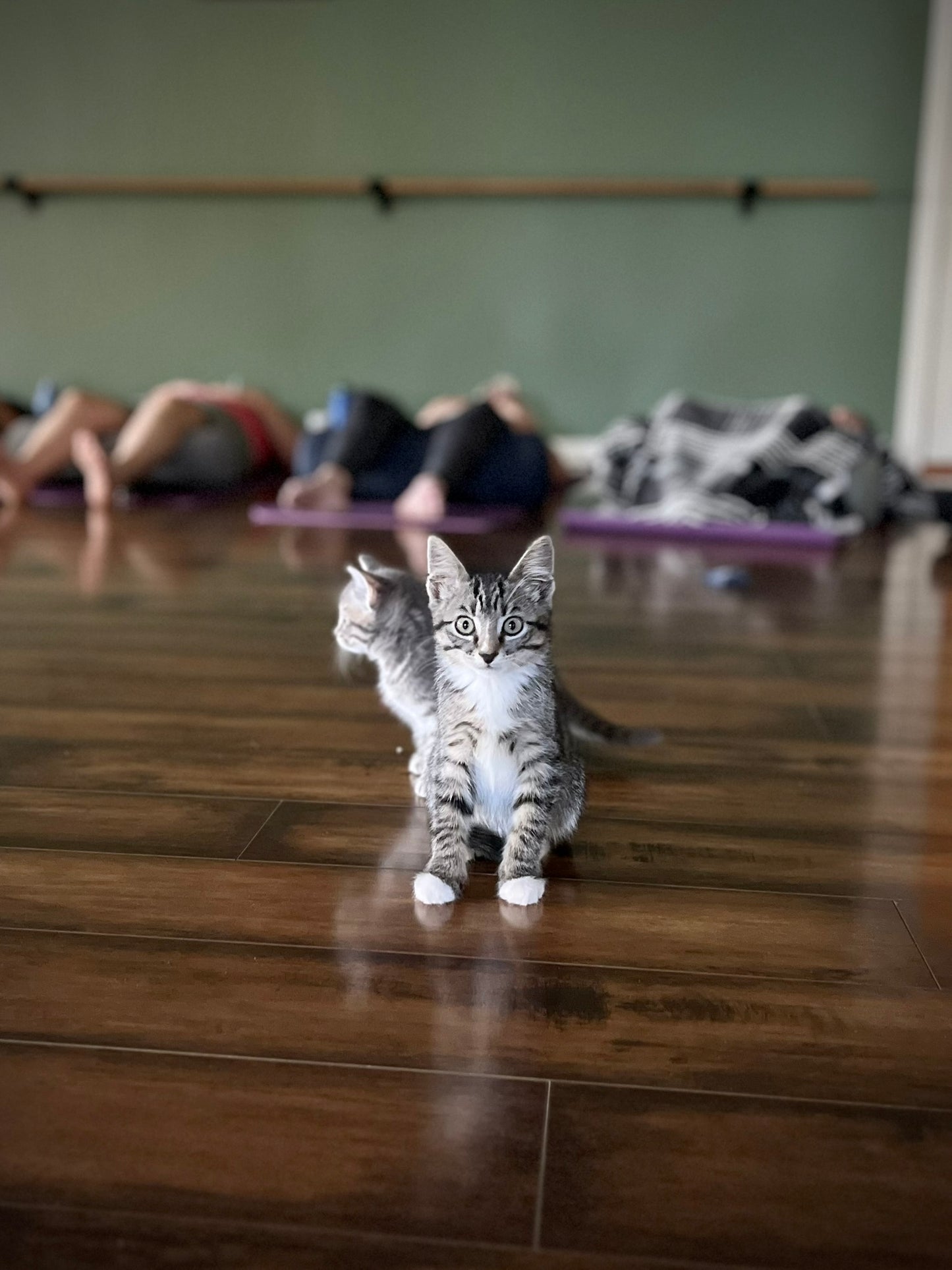 Sound Bath with Cats 10.05.25