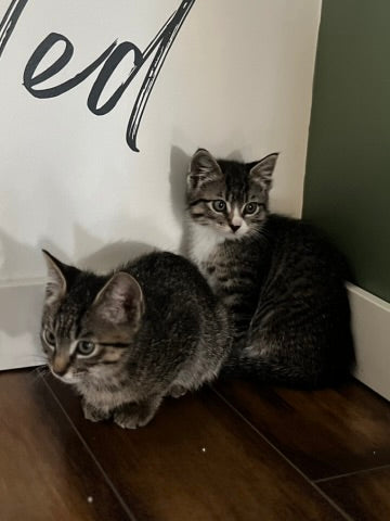 Sound Bath with Cats 10.05.25