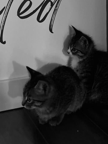 Sound Bath with Cats 10.05.25