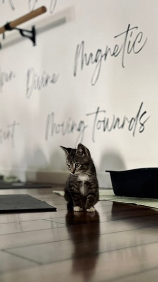 Sound Bath with Cats 10.05.25