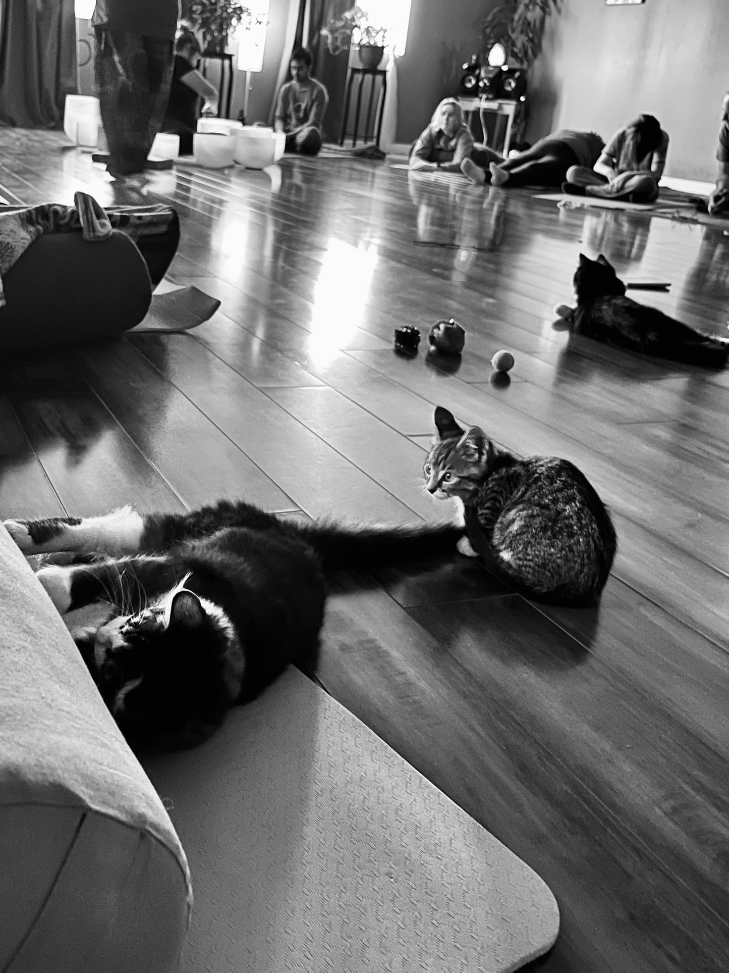 Sound Bath with Cats 10.05.25