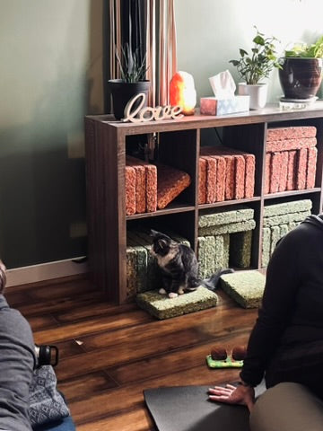 Sound Bath with Cats 10.05.25