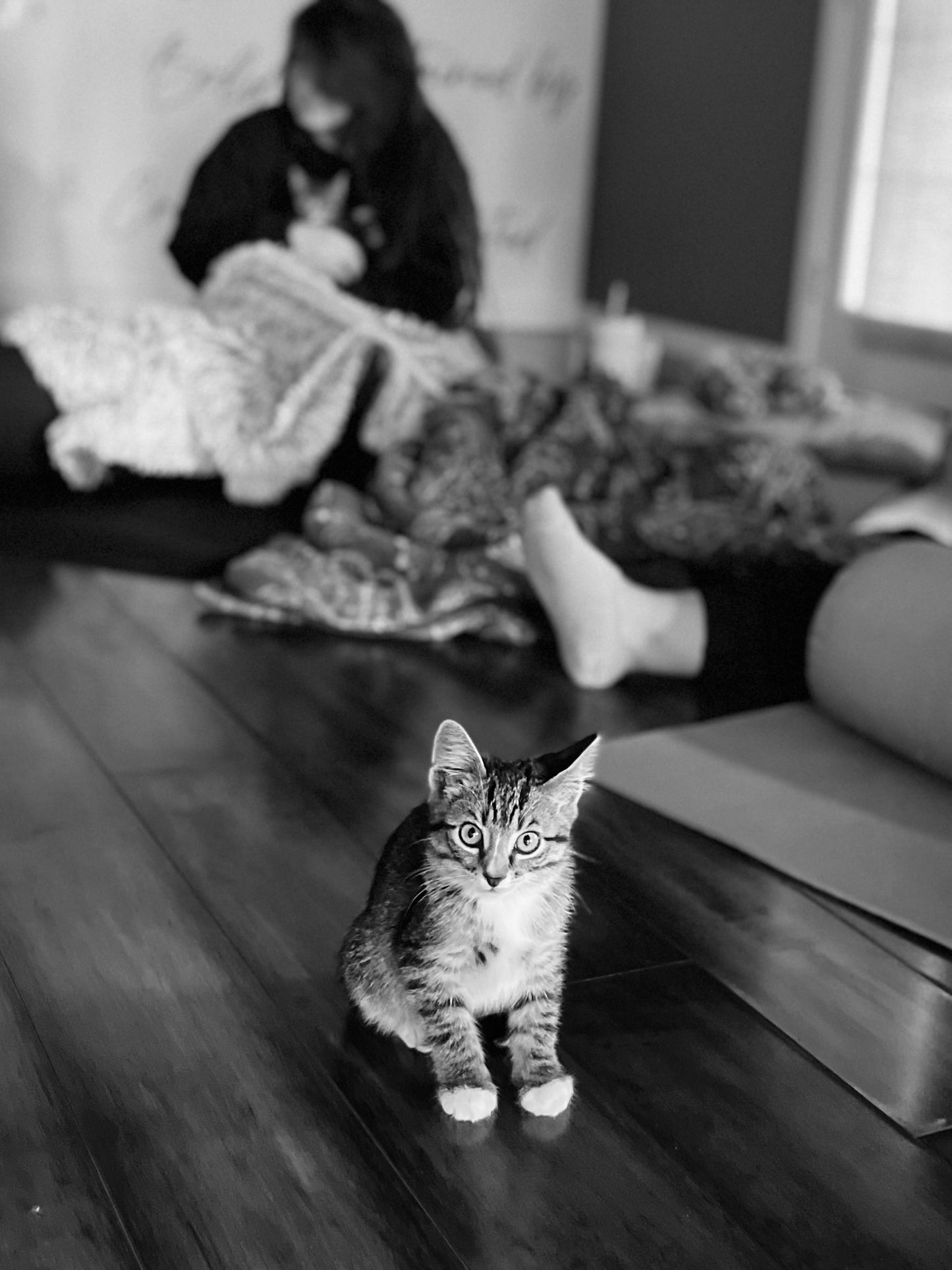 Sound Bath with Cats 10.05.25