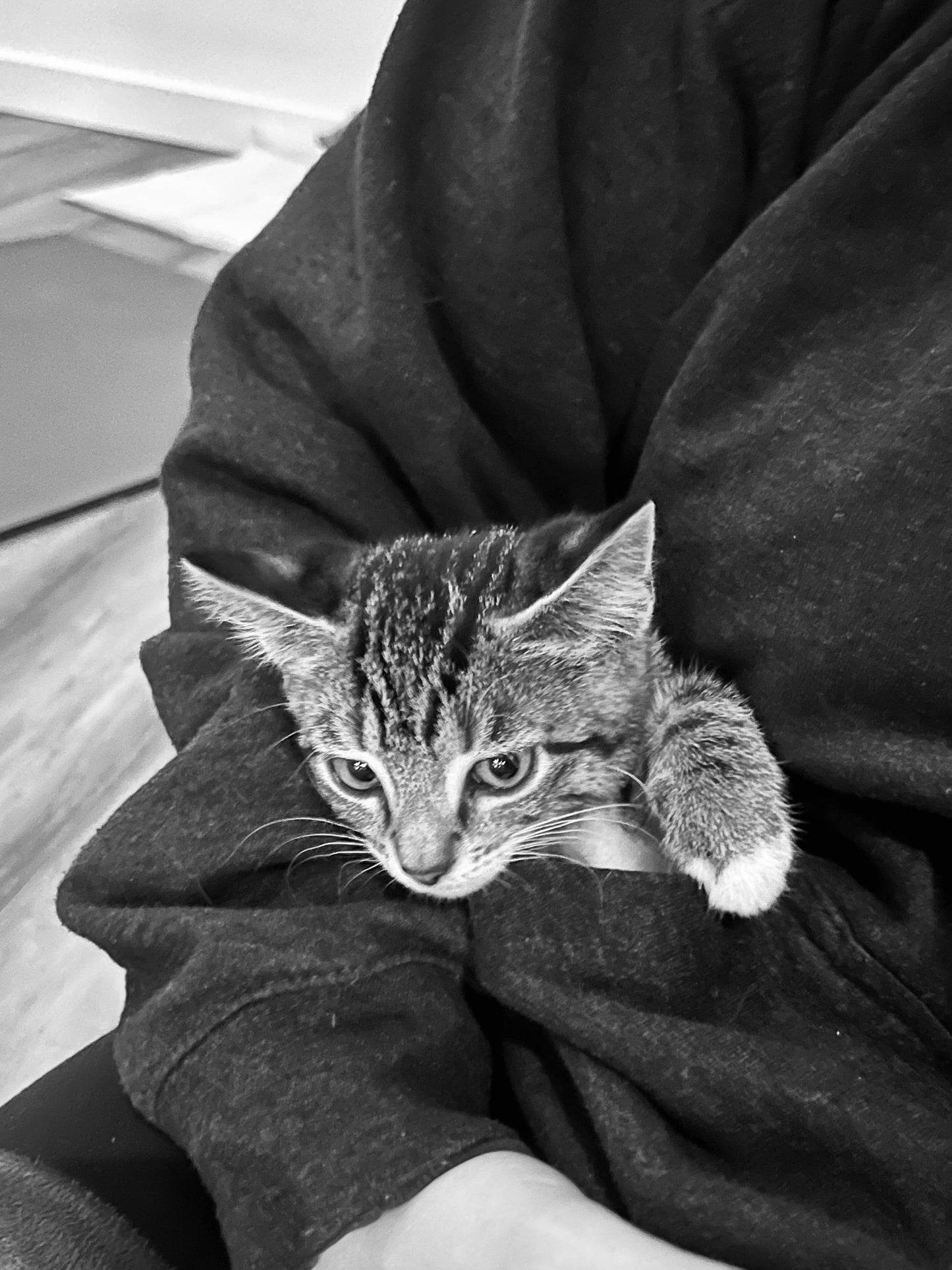 Sound Bath with Cats 10.05.25