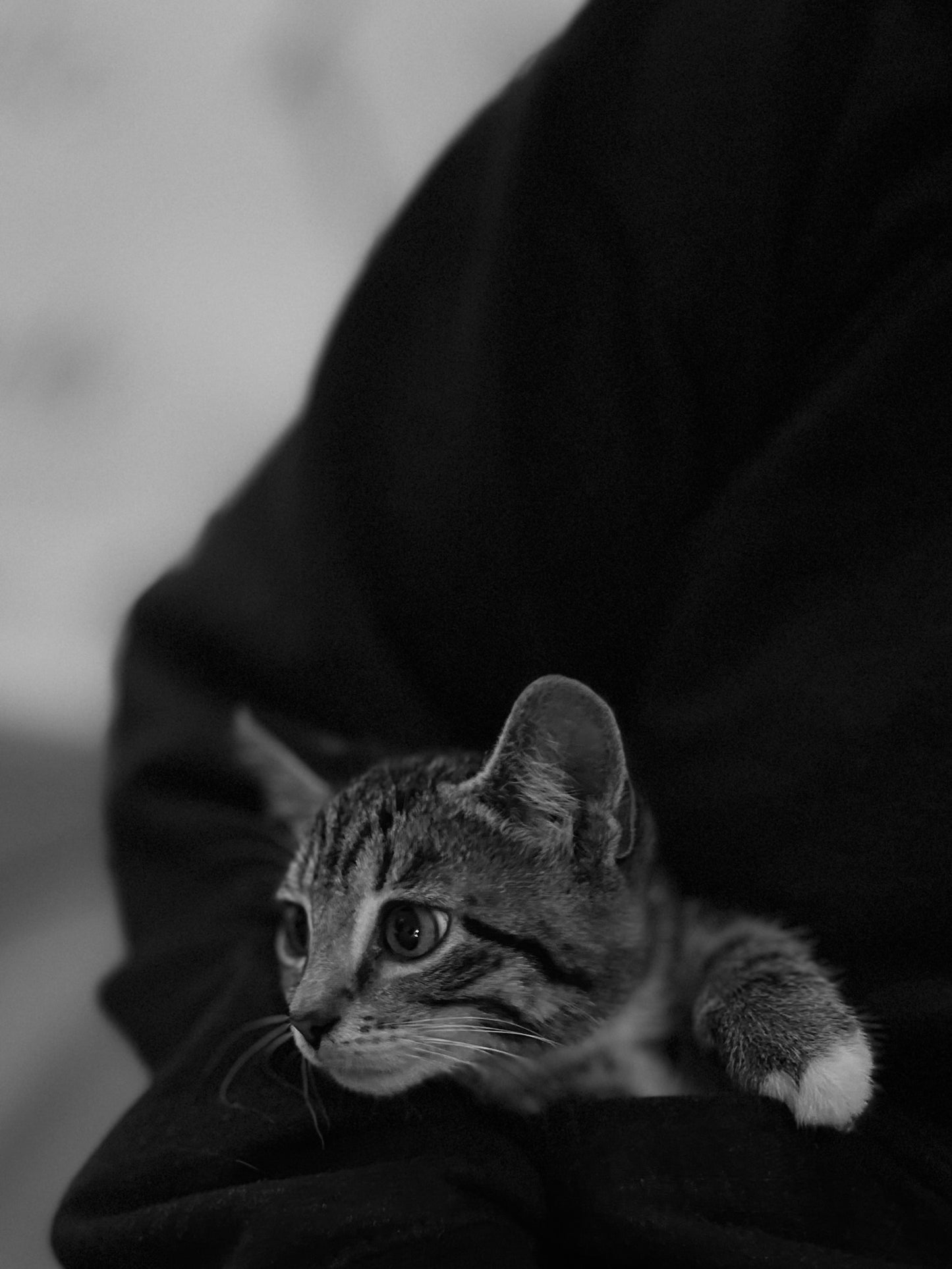 Sound Bath with Cats 10.05.25