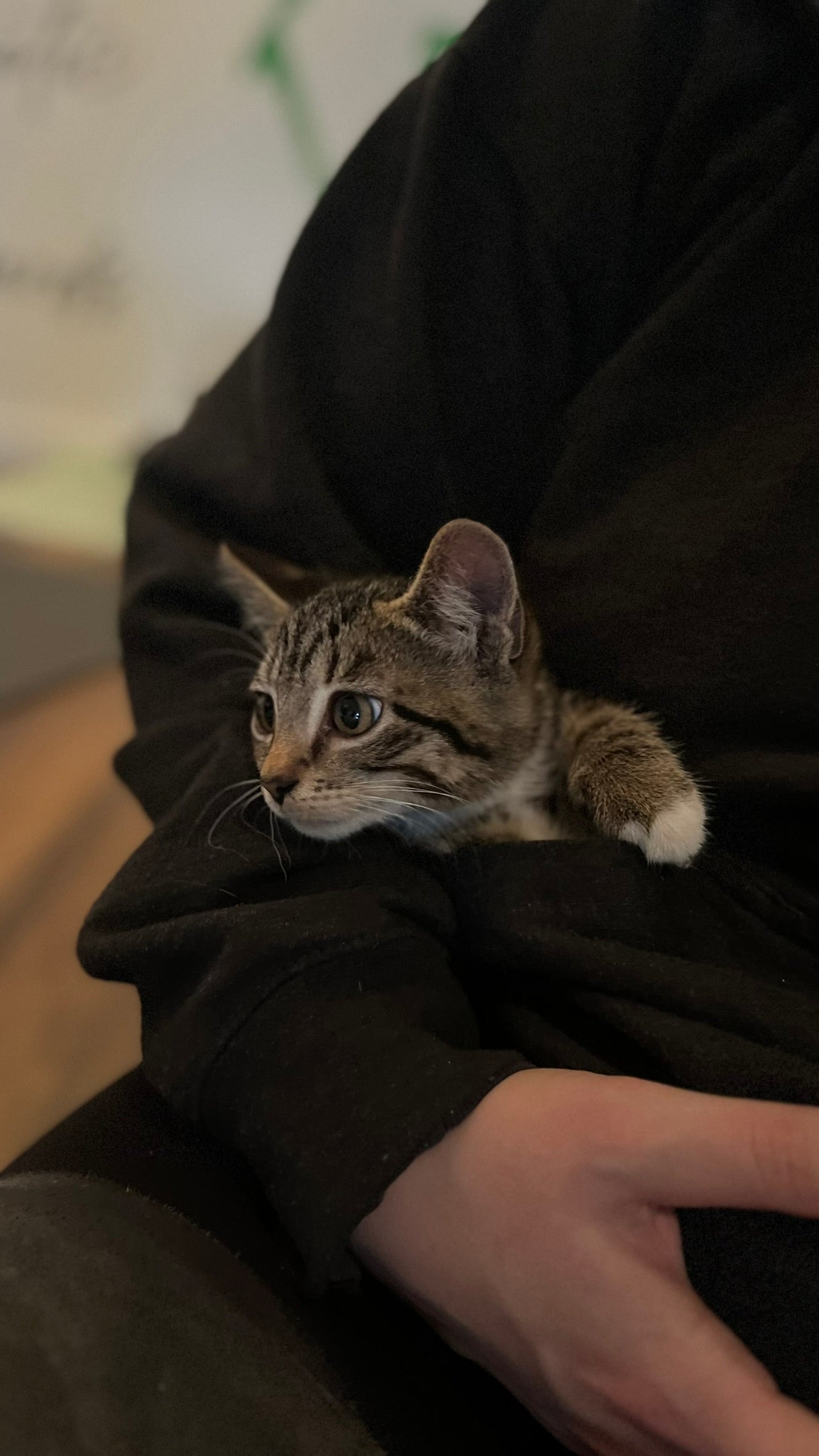 Sound Bath with Cats 10.05.25