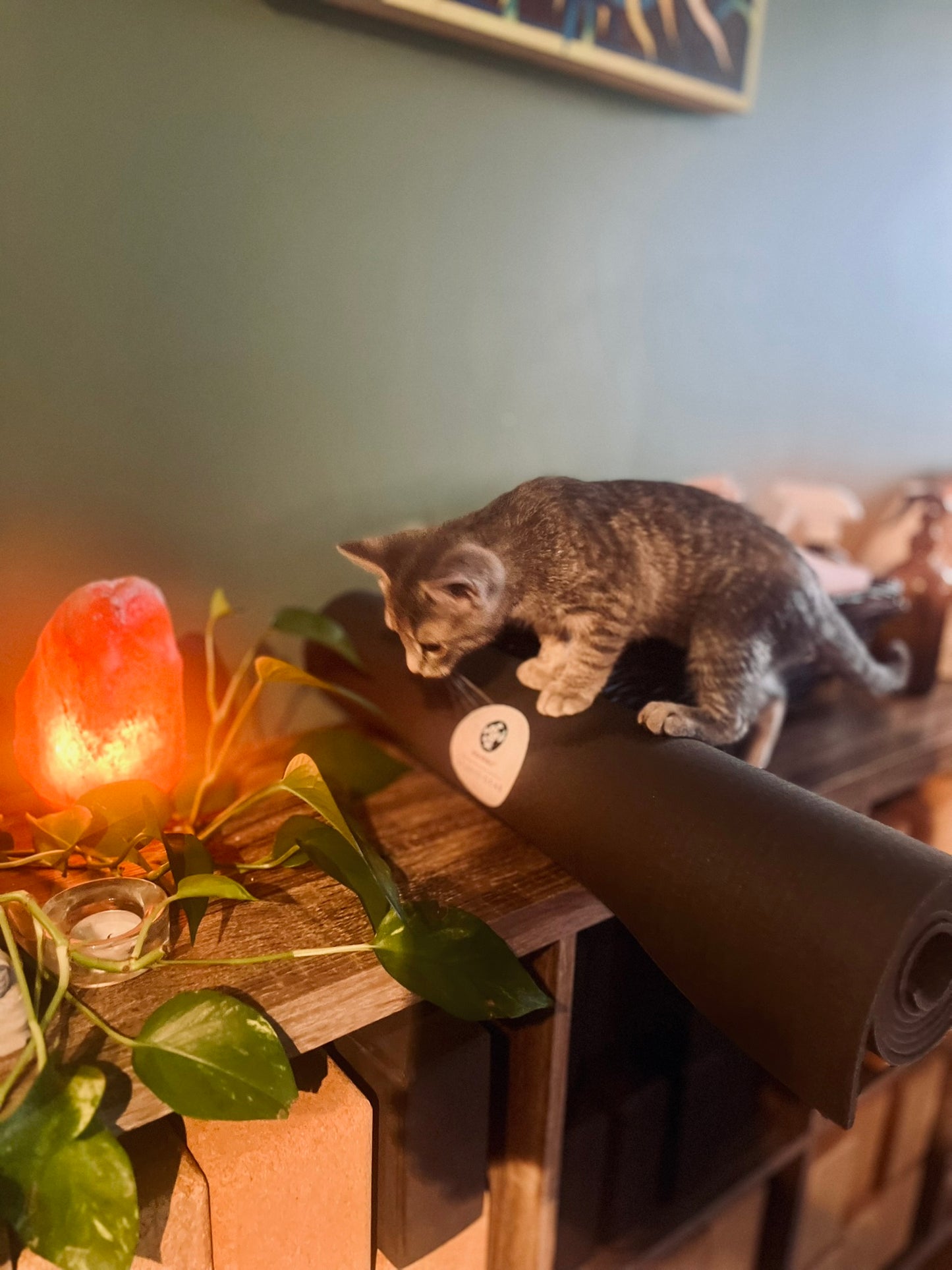 Sound Bath with Cats 10.05.25